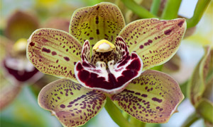 L’orchidée cymbidium dans le langage des fleurs