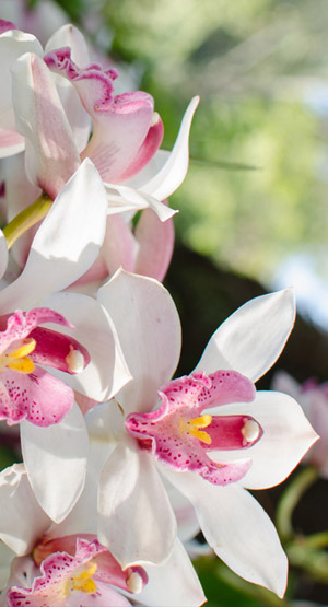 L’orchidée cymbidium dans le langage des fleurs