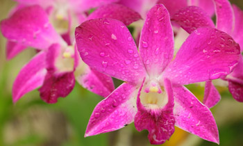 L’arrosage de l’orchidée