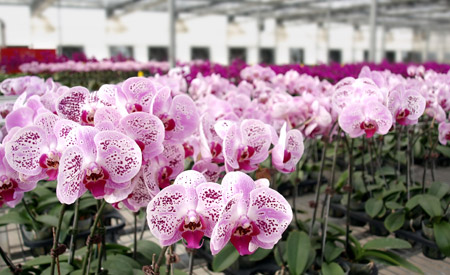 Faut-il fertiliser l’orchidée ?