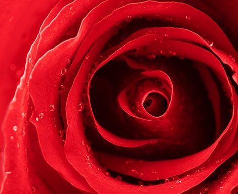 La rose rouge, symbole de l’Amour