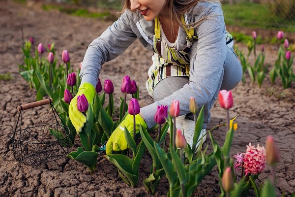 femme plantant des tulipes dans un jardin