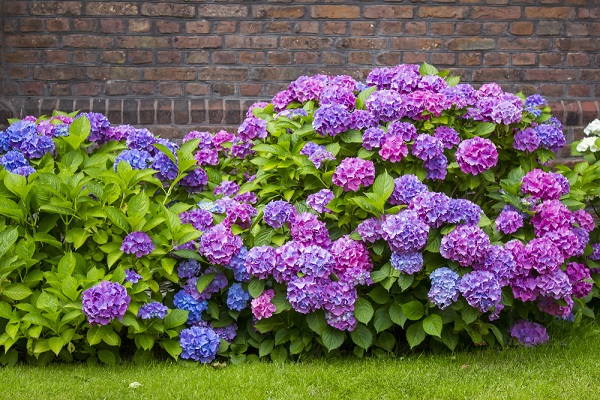 massif d'hortensias violettes et bleues