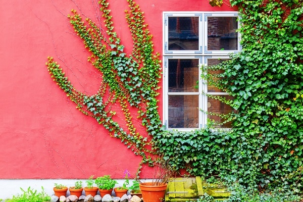 Plante grimpante sur un mur rouge