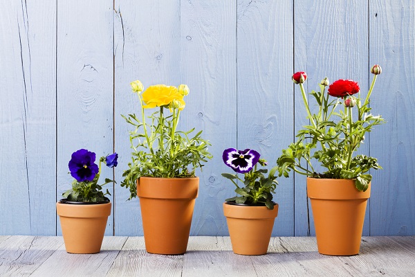 4 pots de plantes fleuries