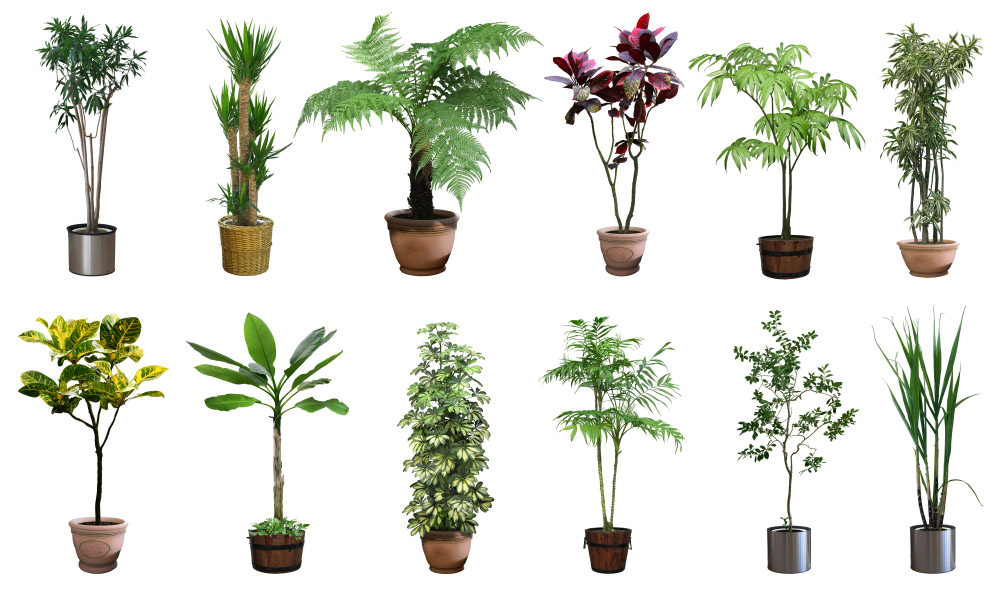 plantes aromatiques et aux plantes ornementales