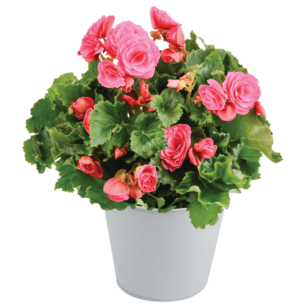 Bégonia rose | Plantes | Rapidité : Remise en main propre en - de 4h |  Qualité garantie : plante réalisé par un artisan fleuriste