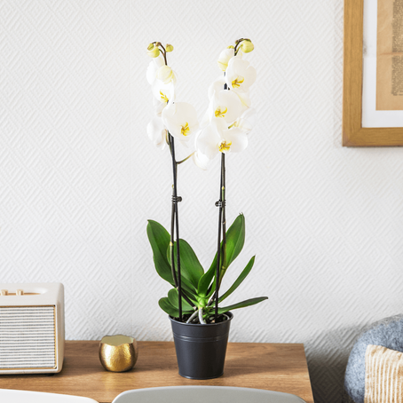 23 petites plantes pour décorer votre intérieur - Interflora
