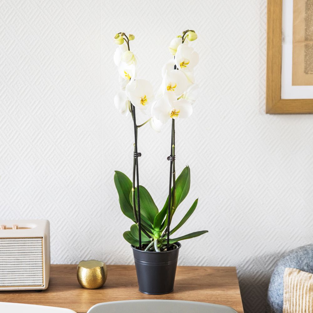 Candide et son champagne | Interflora | Livraison orchidée blanc