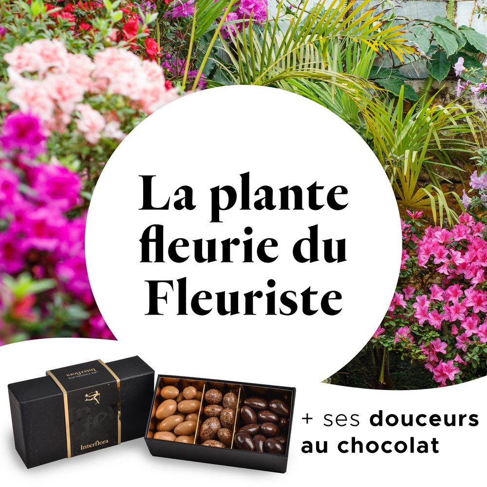 Plante fleurie du fleuriste & Amandes  au chocolat