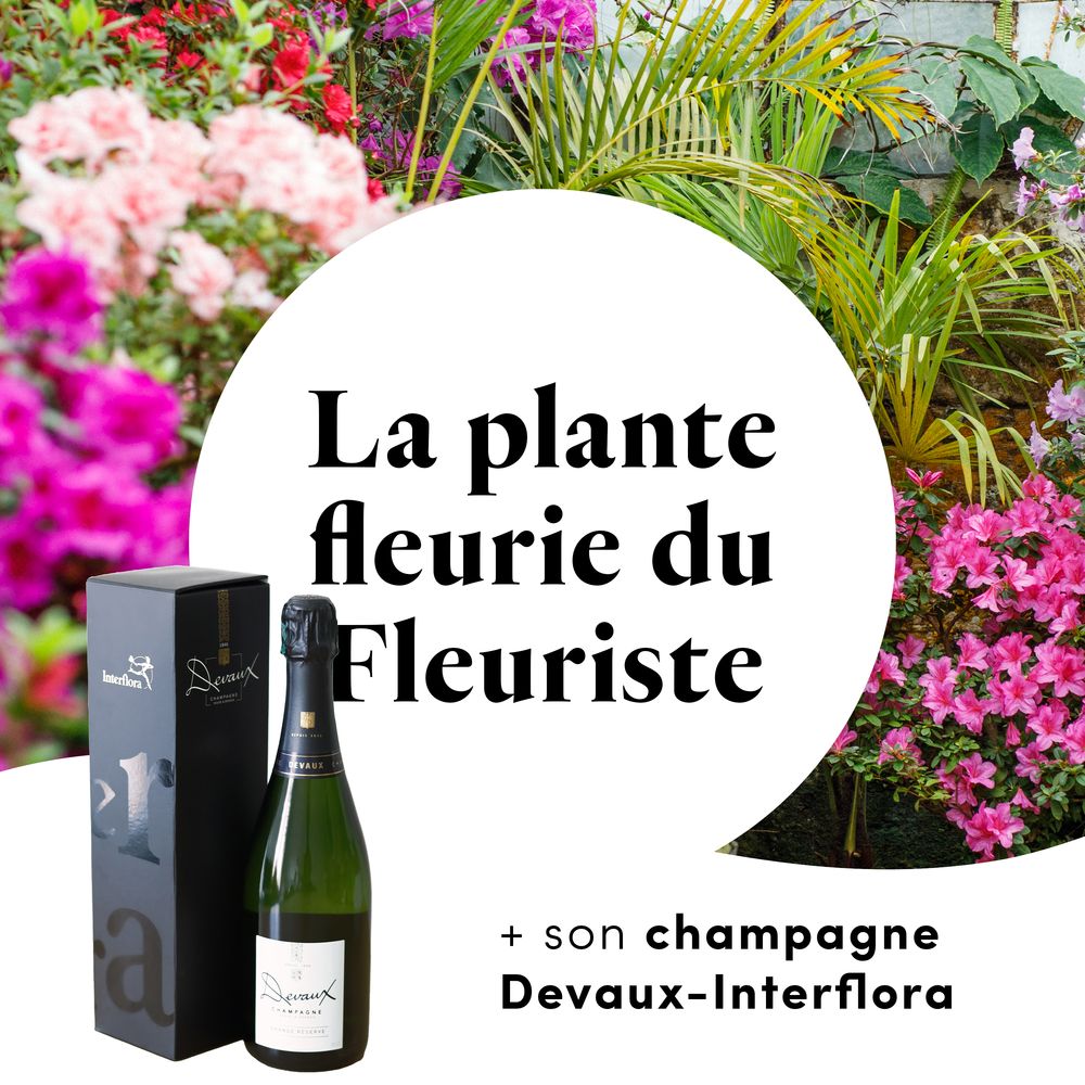 La plante fleurie du fleuriste et son champagne Devaux