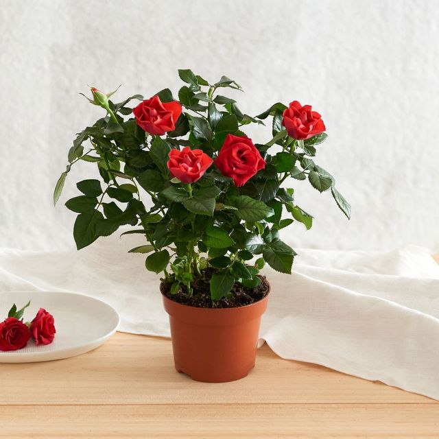 Rosier Boules Rouges Rosier rouge | Livraison de fleurs | Interflora