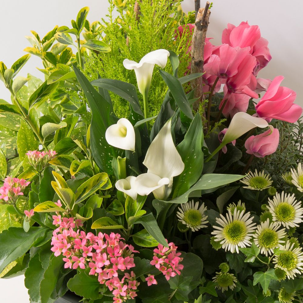 Sérénité | Interflora | Livraison fleurs deuil | Coupe de plantes