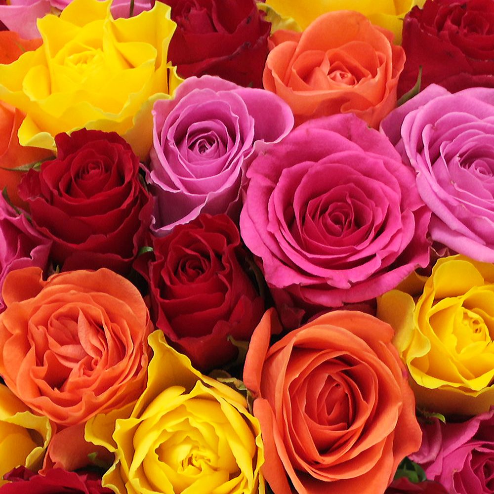 Prix D Une Rose à L unité Fleuriste Roses à l'unité | Rapidité : Remise en main propre en - de 4h | Qualité  garantie : Bouquet réalisé par un artisan fleuriste