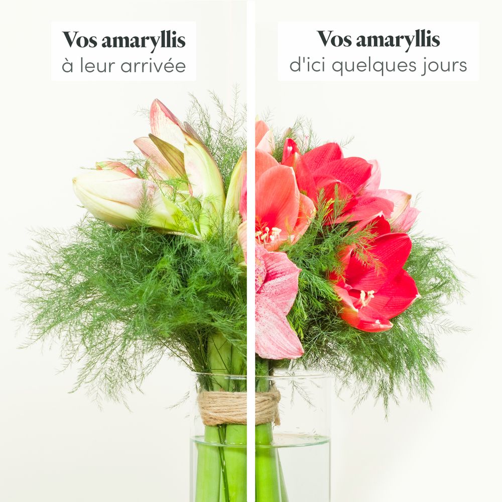 Brassée d'Amaryllis | Interflora | Livraison brassée de saison
