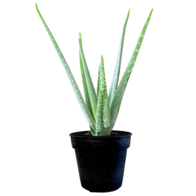 Aloe vera + cache pot