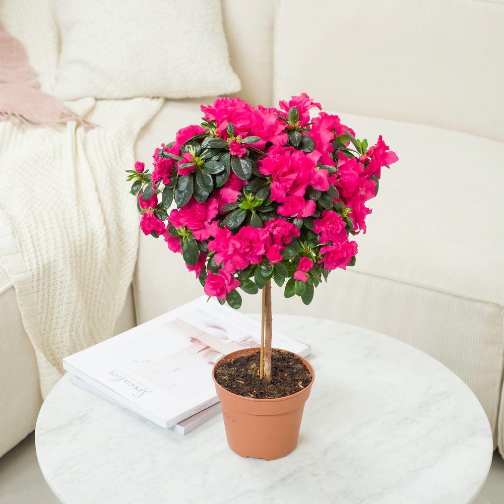 Azalee Roz Azalée tige | Interflora | Livraison plantes fleuries