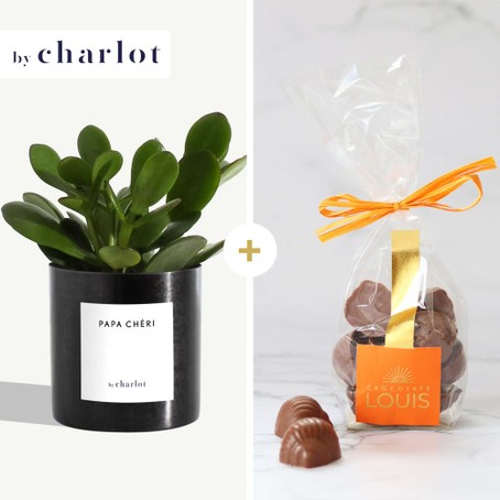 Plante Papa Chéri By Charlot et ses chocolats