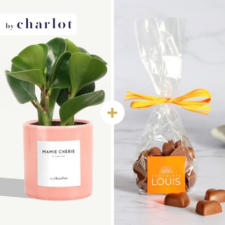 Plante Mamie Chérie By Charlot et ses chocolats