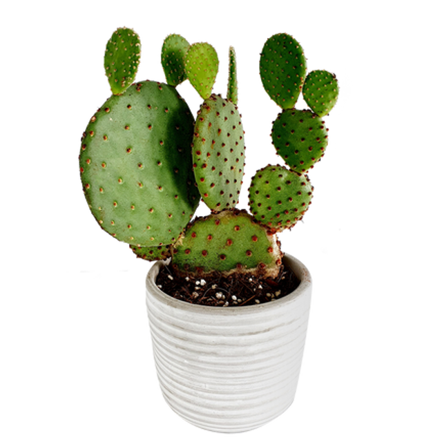 Cactus raquettes - 30 cm