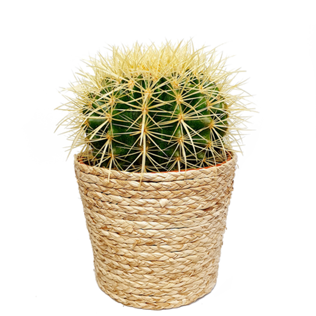 Cactus - 20 cm