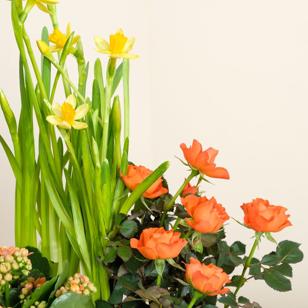 Coupe de plantes avec jonquilles | Interflora | Collection Fête des  Grands-Mères