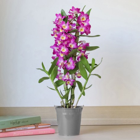 Orchidée blanche avec cache-pot (1) - Amaryllis Fleurs Interflora Paris  15ème