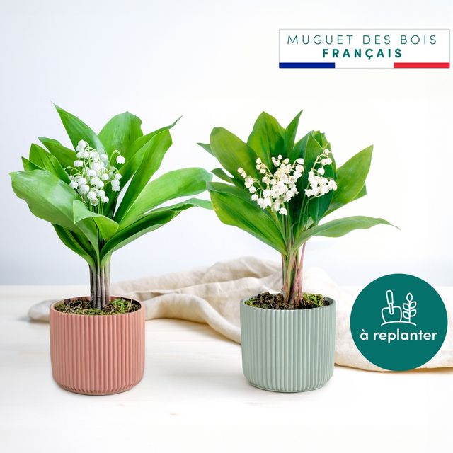 Duo de muguet des bois