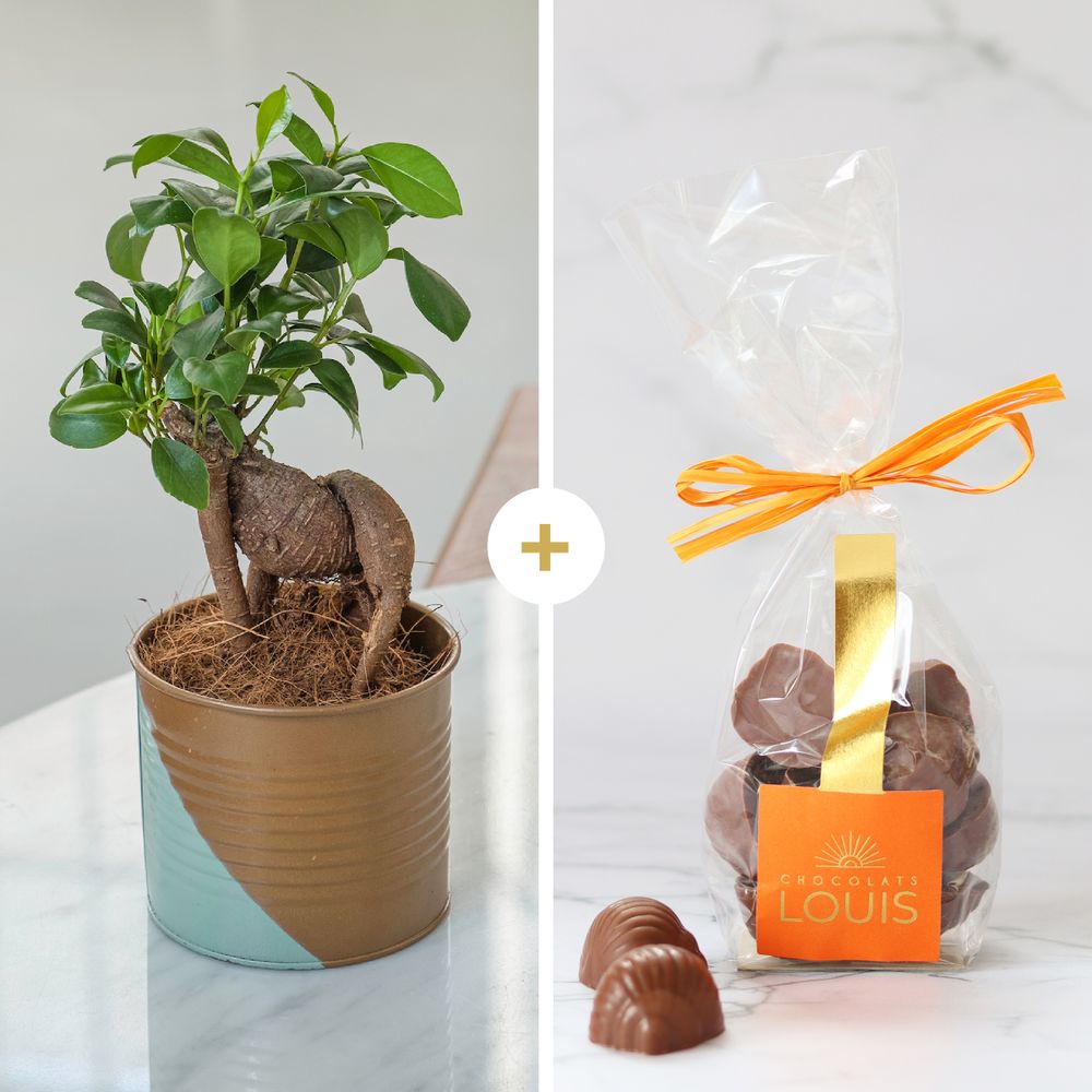 Ficus Ginseng et ses chocolats