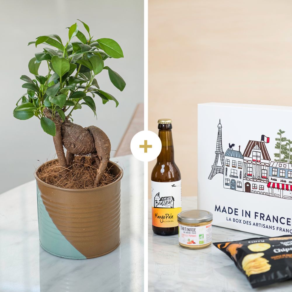 Ficus Ginseng et son coffret Apéro Made in France