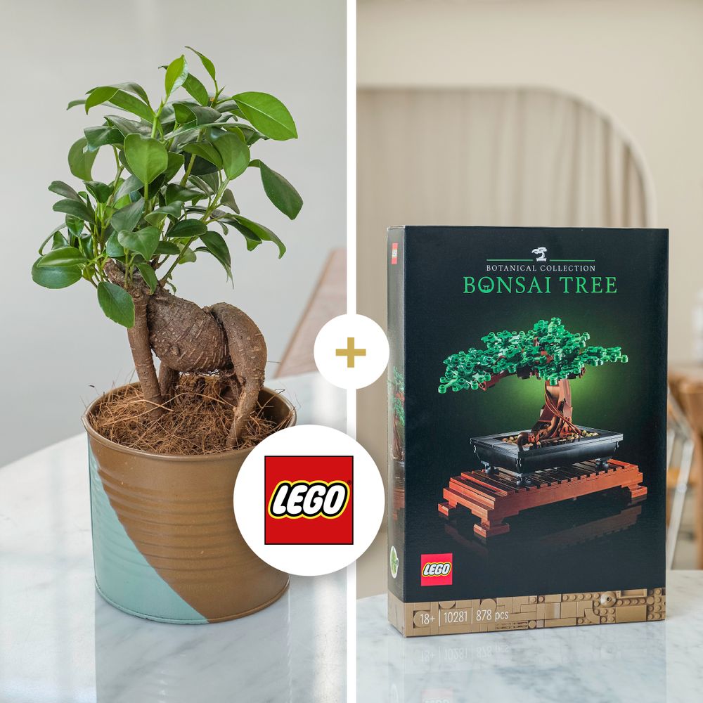 Ficus Ginseng et son coffret LEGO® Bonsaï
