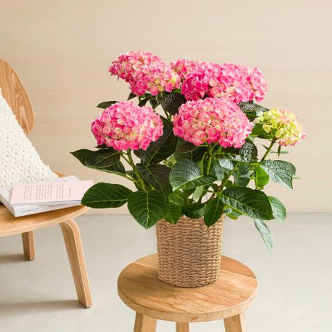 L'hortensia, symbole de Romance et d'Élégance