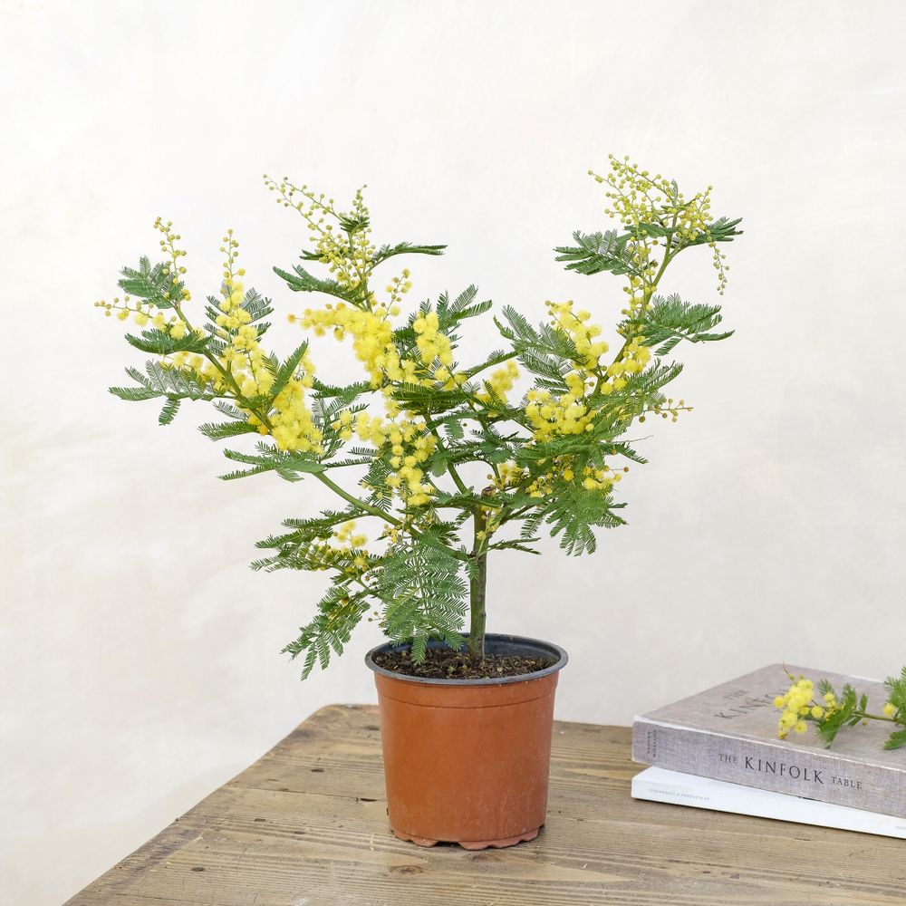 Mimosa | Interflora | Livraison plantes fleuries