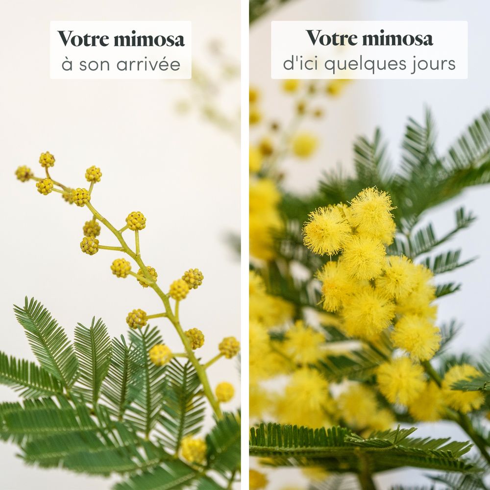 Mimosa | Interflora | Livraison plantes fleuries