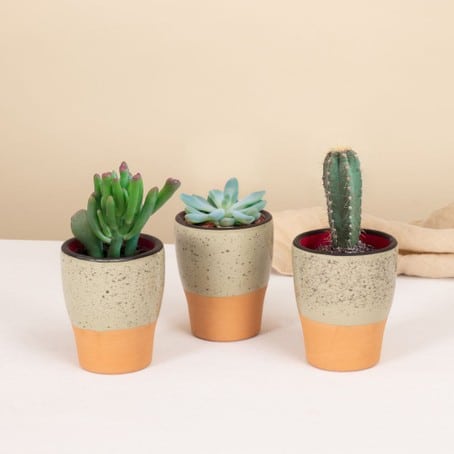Trio de mini cactus et succulentes