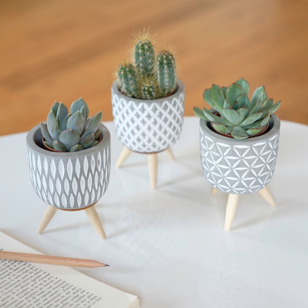 Trio de mini cactus et succulentes