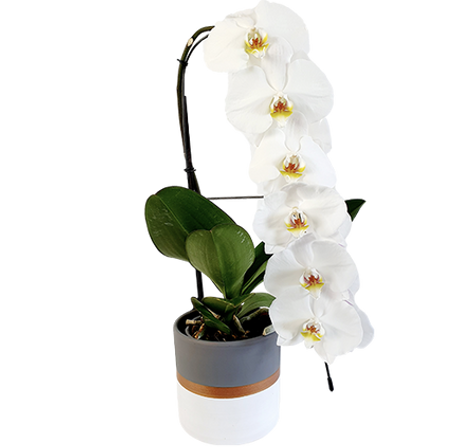 Cache-pot uni pour orchidées en pot de 12 cm