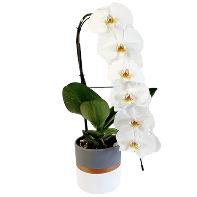 Phalaenopsis Formidablo + cache pot