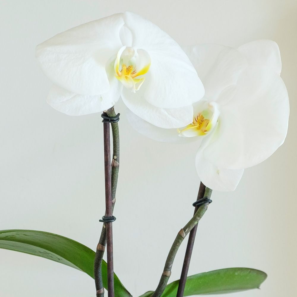 Phalaenopsis Singolo