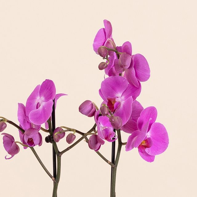 Orchidée rose et son cache pot