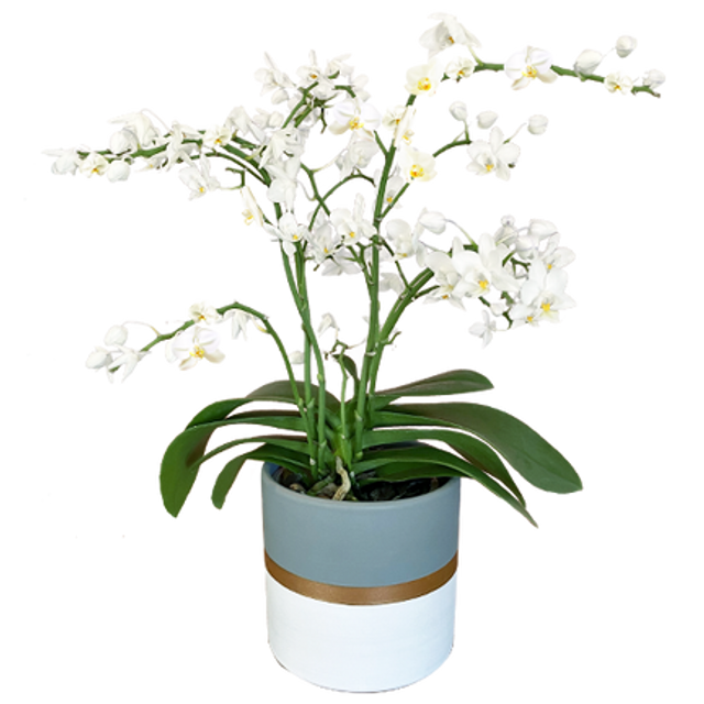Phalaenopsis multifleurs + cache pot