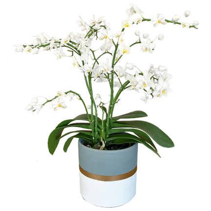 Phalaenopsis multifleurs