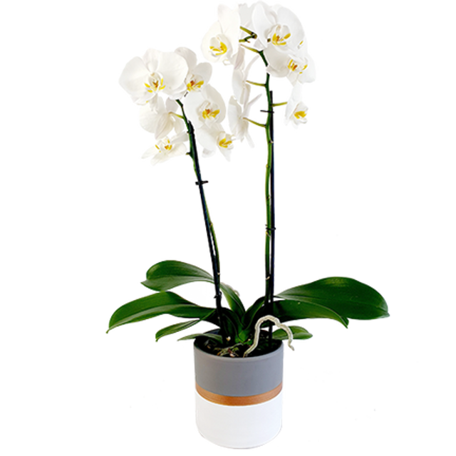 Phalaenopsis blanc + cache pot
