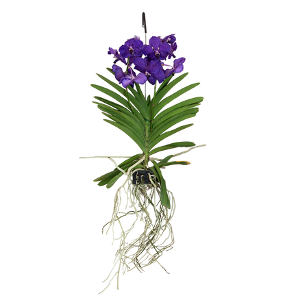 Vanda suspendue | Collection plantes | Livraison par Chronopost | L'atelier  Interflora