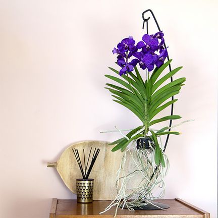 Vanda suspendue | Collection plantes | Livraison par Chronopost | L'atelier  Interflora