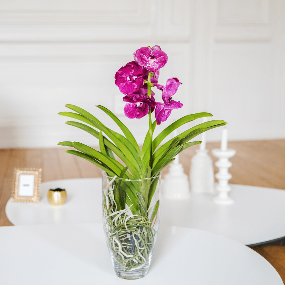 Orchidée Vanda | Interflora | Livraison orchidée