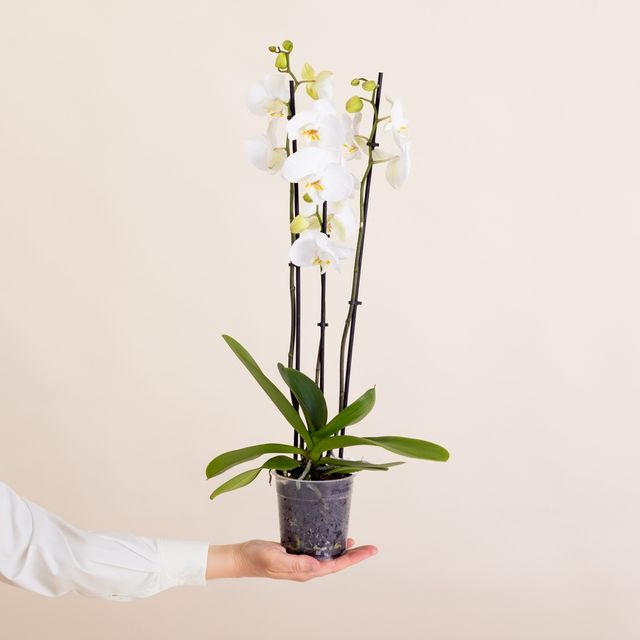 Orchidée Blanche(Phalaenopsis) 2 tiges avec cache pot Orchidée Blanche(Phalaenopsis) 2 tiges avec cache pot