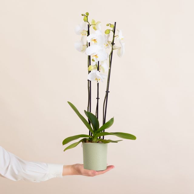 Orchidée et son cache pot