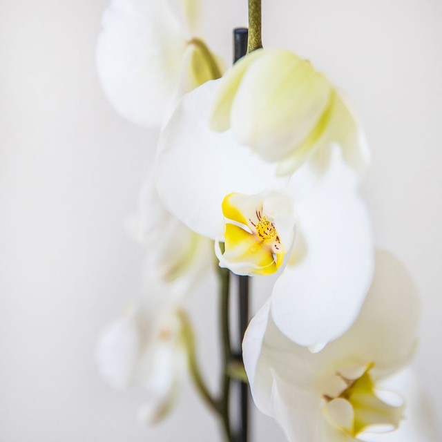 Orchidée et son cache pot
