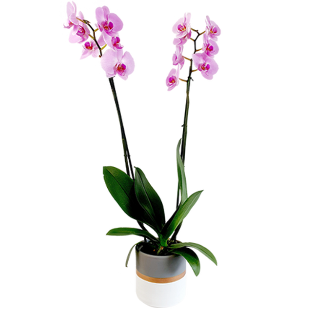 Phalaenopsis rose + cache pot